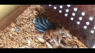 Brachypelma Albiceps | Molting 9/2022