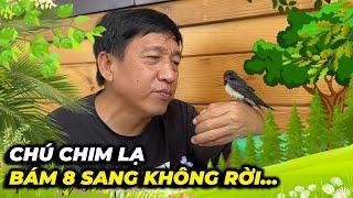 Chú chim kỳ lạ bám 8 Sang không rời...làm cách nào cũng không bay đi