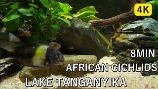 Relaxing Aquarium Fish Tank 8min/African cichlids/Lake Tanganyika