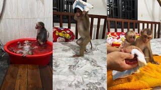 Monkey Bryyan and Icy like to taking a bath!