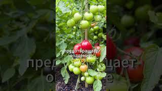 Не будете успевать собирать помидоры! А всё благодаря простой подкормке #дача#огород#помидоры