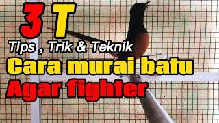 CARA PERAWATAN MURAI BATU AGAR FIGHTER #muraibatufighter #muraibatu #muraibatugacor #cara #tips