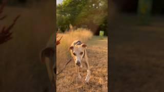 Morning dog walk with amazing dawn #cute #whippet #dog