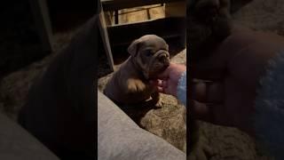 His little bark  #petlover #puppy #bulldog #dogbreed #puppylife #puppyvideos #doglover