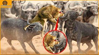 King Lion Suddenly Grows Horn On His Head During The Battle With Buffalo | Wild Animal