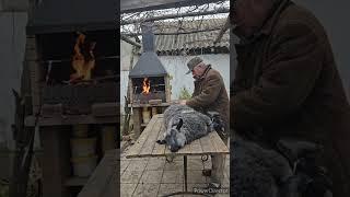 Как ВЯЖУТ ПУХОВЫЕ ШАЛИ, ГДЕ БЕРУТ КОЗИЙ ПУХ