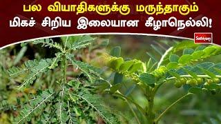 பல வியாதிகளுக்கு மருந்தாகும் மிகச் சிறிய இலையான கீழாநெல்லி! | Keelanelli | Web Special | Sathiyam Tv