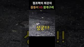 끈질기게 꼽등이를 추격하는 참개구리.ㄷㄷ