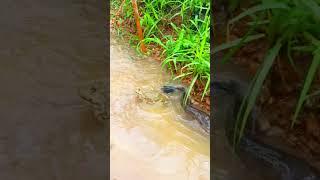 กบหนีปลารีบกระโดดนอนเปล The frog escaped the fish and quickly jumped into the hammock. #funny