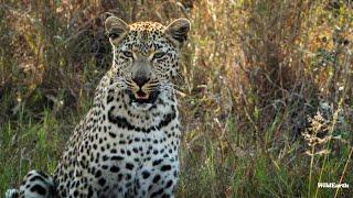 The leopard drama continues  - SafariLIVE Sunset - 06 October 2024