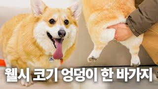 인건 알았는데 침도 한 바가지임 | 견종백과 웰시 코기편