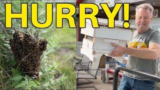 Beekeeping | Catching A Swarm In A Warre Hive