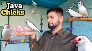 Java chicks bary ho gye | diamond dove babies ko hand feed krwaya | budgies parrot baby k feathers 