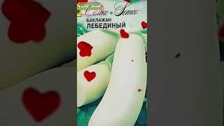 Баклажан *Лебединый* от Семко. #десантсемко_яркое_лето#баклажаны#баклажан#дача#рассада#семена#семко