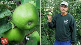 Granny Smith Apples | Bite Size