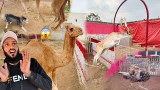 Camel Kia Kr Rha  Sab Isko Daikh Kr Pagal ho Gaye 