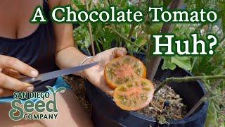 TASTE TEST: Tasmanian Chocolate Heirloom Tomatoes | San Diego Seed Company