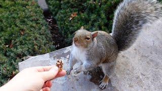 Squirrel's funny reactions to different nuts