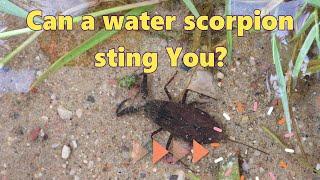 Can a Water Scorpion Sting You?