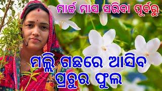 ମାର୍ଚ୍ଚ ମାସ ସରିବା ପୂର୍ବରୁ ମଲ୍ଲି ଗଛରେ ଆସିବ ପ୍ରଚୁର ଫୁଲ / Growing Tips For Mogra/Jasmine/Malli #odia