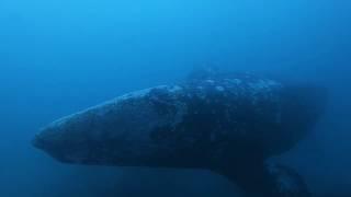 Gray Whale - McAbee Pinnacle - Monterey Bay