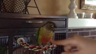 Teaching Your Conure the "EAGLE WINGS" Trick.