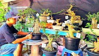 HARGA BONSAI MURAH TERKINI‼️ BERBAGAI JENIS BAHAN BONSAI