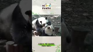 Pandas are growing from trees~#panda #熊猫 #shorts 【欢迎订阅MIGU Panda官方频道】