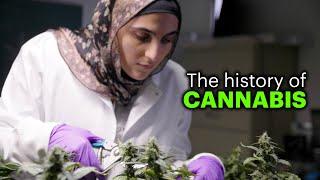 Where Did the Cannabis Plant Come From?