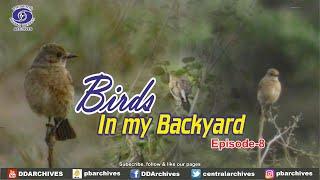 Birds of Tropical Grassland | Birds In My Backyard | Episode 8