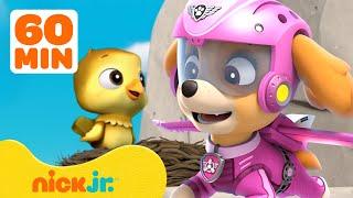 PAW-Patrol-Skyes beste Rettungsmissionen & Abenteuer! | 1-Stunde-Compilation | Nick Jr. Deutschland