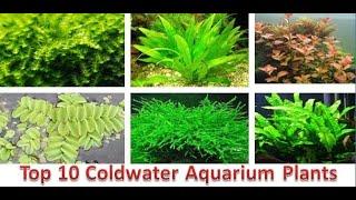 10 Best Cold Water Aquarium Plants