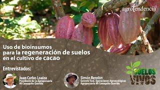 Uso de bioinsumos para la regeneración de suelos en el cultivo de cacao - Suelos Vivos