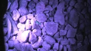 Scorpions- Black Light Hunting - Pest Control by Bulwark Exterminating (2 of 2)