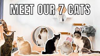 Meet Our 7 Sweet and Funny Cats - Introducing Our Cats