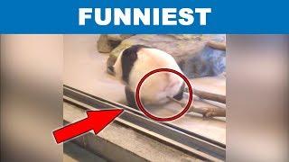 Funniest Panda Ever Compilation