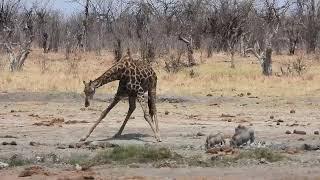 01102024 Hwange NP Salt Pan girafe drinking