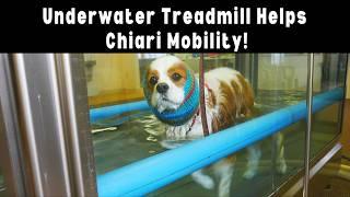 Underwater Treadmill Hydrotherapy Helps Senior Cavalier with Chiari Malformation | Dexter's Story!