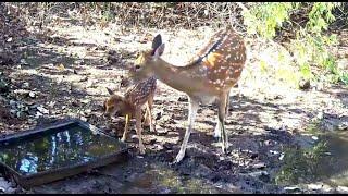 Nace un Bambi en el santuario