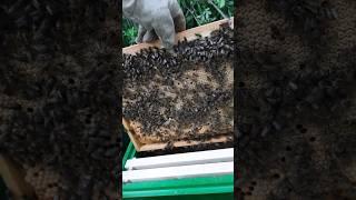 отбираем рамки расплода доя чистопородных маток #bee #пасека #пчеловодство #пчёлы #beekeeper #мёд