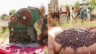 Mustard is extracted through a thresher machine | Village Life [56]