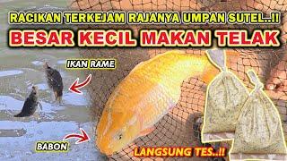 SOLUSI TERAMPUH IKAN MAS SUSAH MAKAN !! RACIKAN JITU UMPAN IKAN MAS SUTEL UNTUK BABON & RAME 