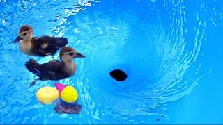 Satisfying whirlpools and ducklings. Whirlpool. Vortex.  Ducklings. Whirlpool video.