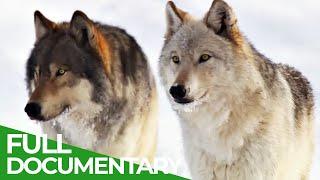 White Wolf -  The Revival of the Hayden Valley Pack | Part 2 |  Free Documentary Nature