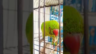 #wildanimals #parrot #animals #birds #talkingparrot #wildlife #newsongstatus #newvlog #trending#vlog