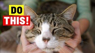 Instantly BOOST Your Cat's HAPPINESS: 10 Things You Should Do More Often
