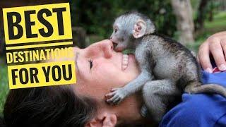 AMAZING!! Look Volunteer with Monkeys in South Africa