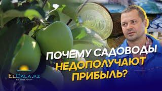 Казахстан теряет $1 млрд на фруктах ежегодно: цены, проблемы, дотации