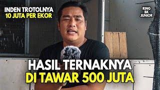 TERNYATA MENCETAK MURAI HYPER ROLL PUKUL PAKAI CARA INI