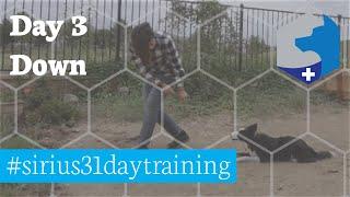 Down / #sirius31daytraining / Service Dog Training Challenge